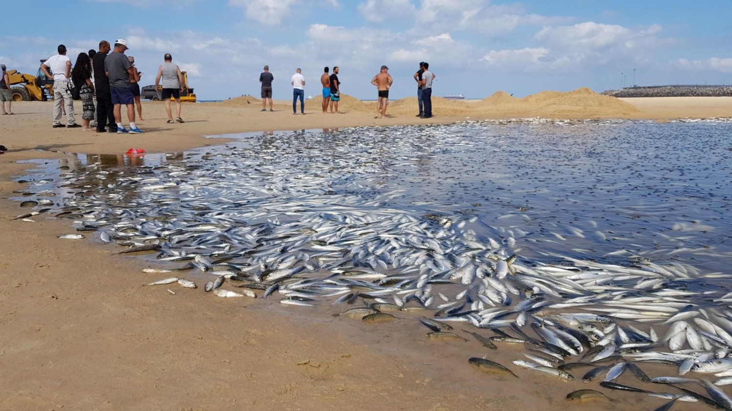 אלפי דגים מתים בנחל