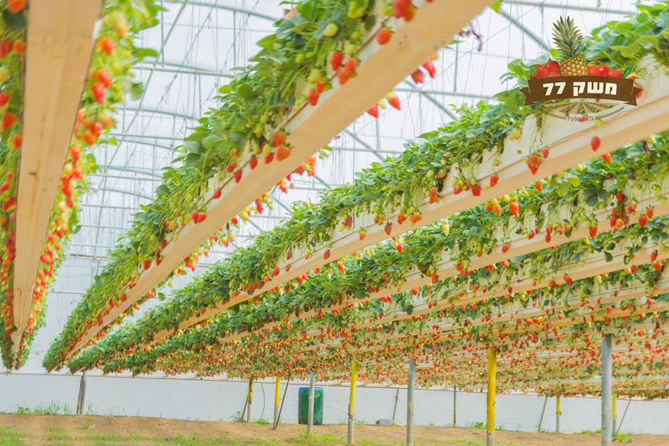 קטיף תותים, משק 77 מושב תקומה