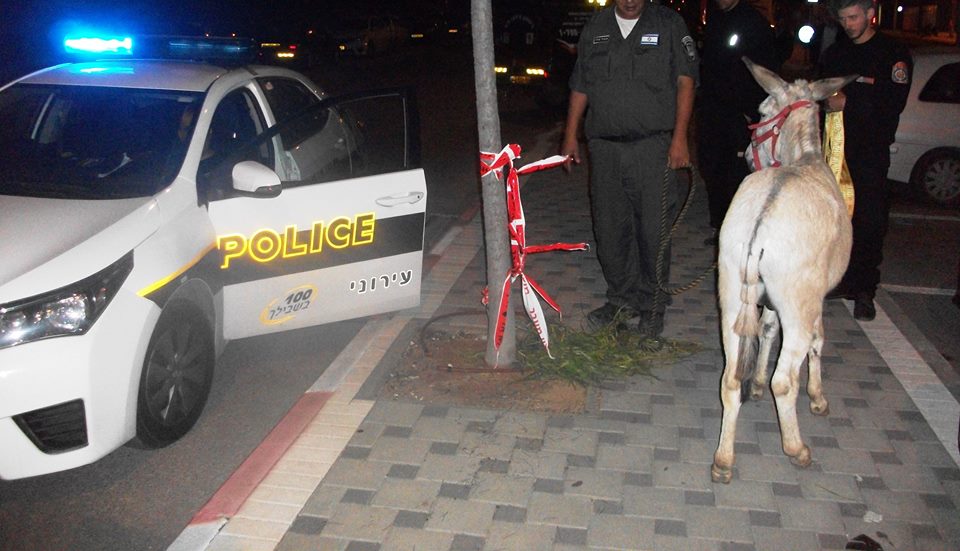 תמונה ללא תיאור