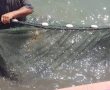 צפו: 80 אלף דגים הועברו מהאגם בפארק אשדוד ים לאגם ירוחם