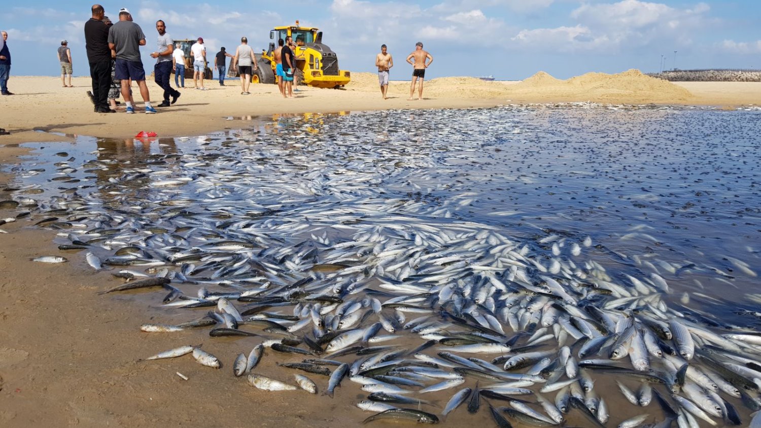 דגים מתי בנחל לכיש (אקוטובר 2017)