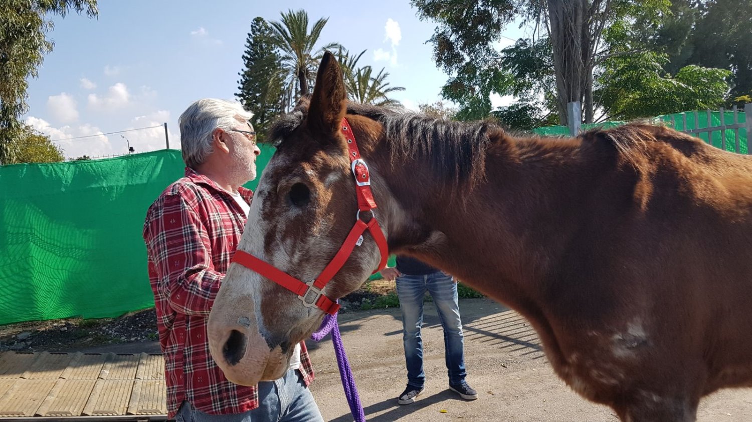 צביקה תמוז מעמותת פגסוס עם הסוס (צילום באדיבות עיריית אשדוד )