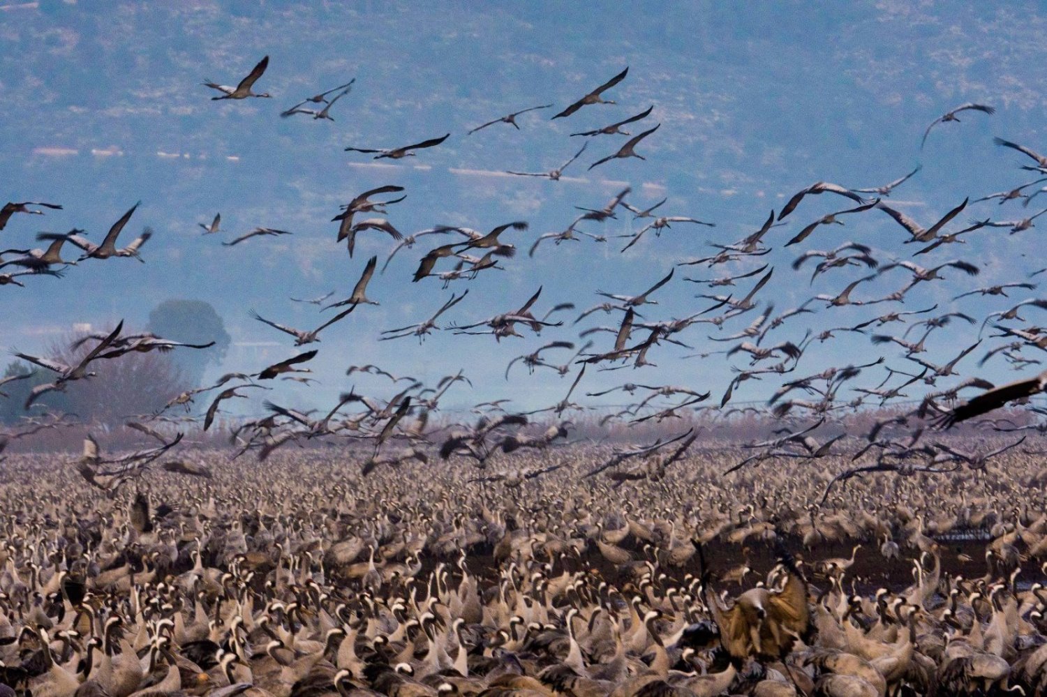 עגורים באגמון החולה | צילום: אסף מימון