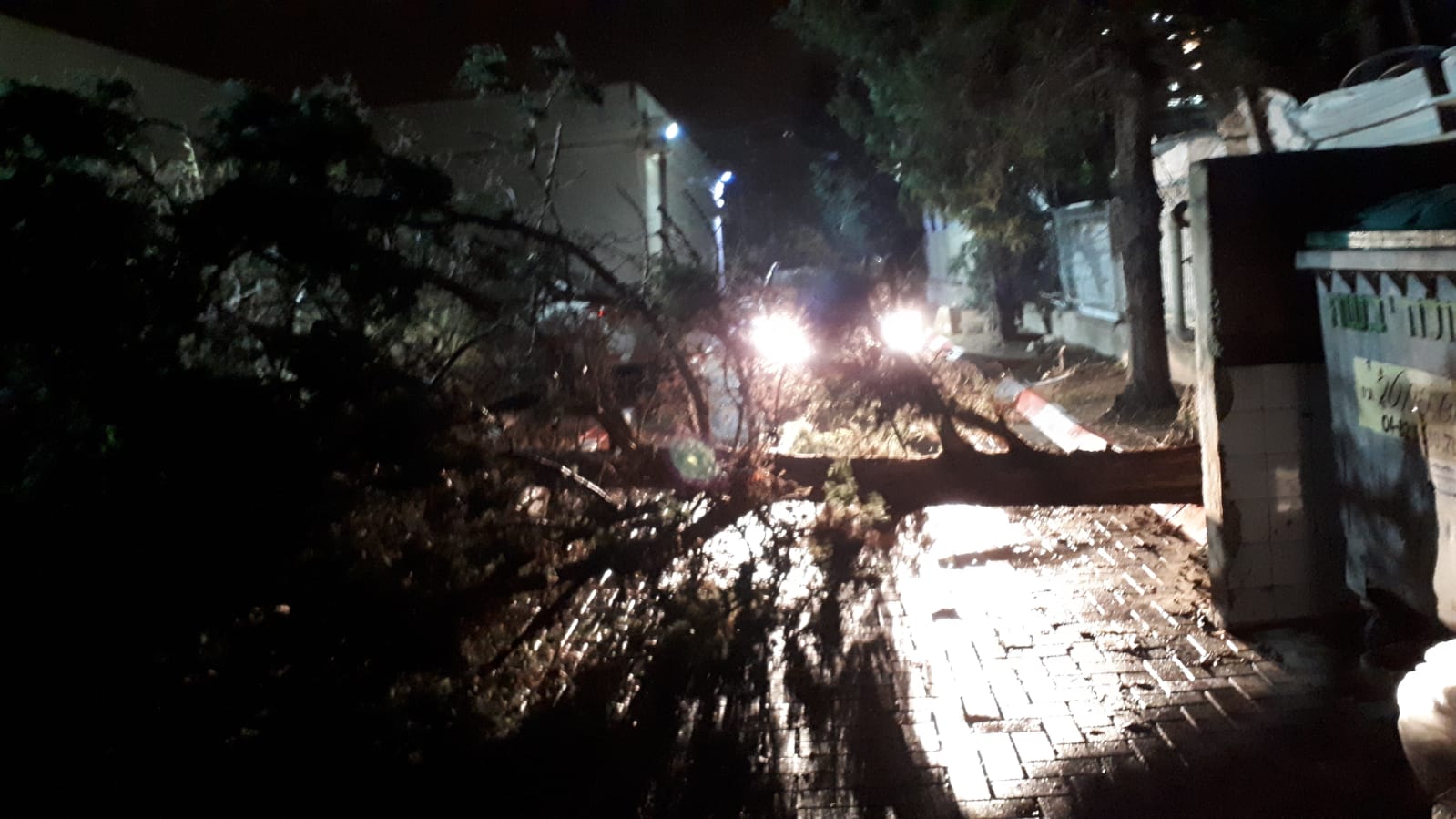 העץ שקרס בכניסה לחניה (צילום: מוטי קדוש)