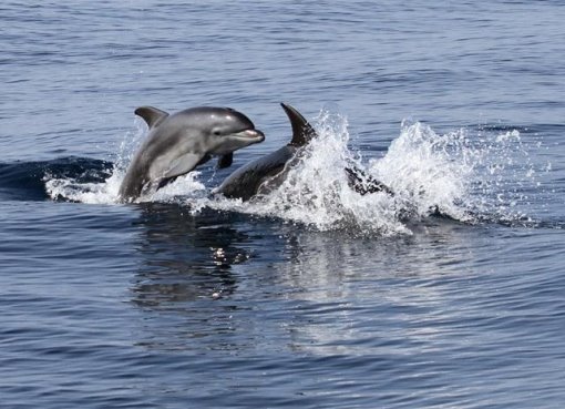דולפינים באשדוד