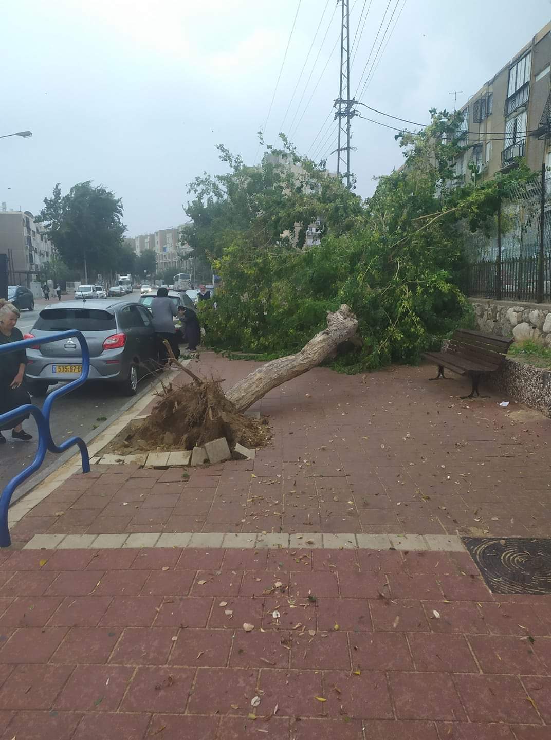כתוצאה מהרוחות - עץ קרס ברובע ג' בעיר