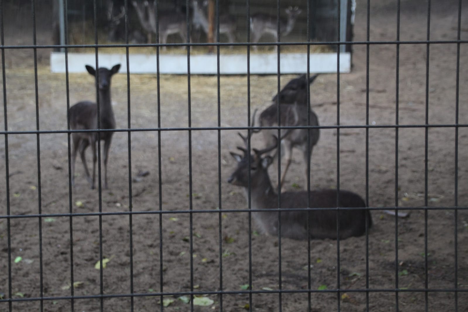 צילום: שמואל סרדינס, אשדוד נט