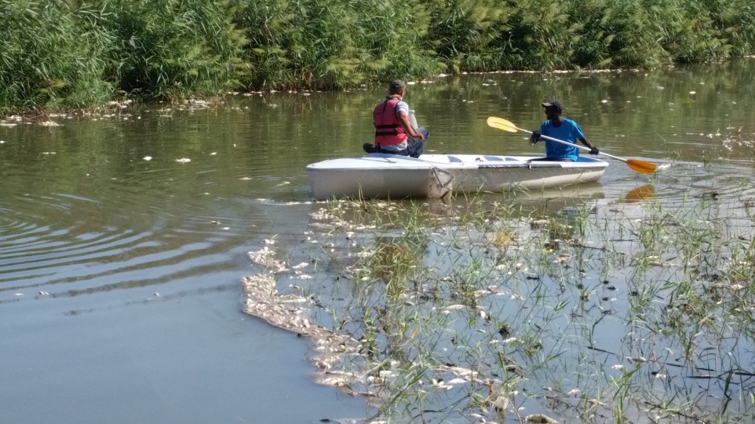 איסוף דגים מתים בנחל לכיש - סוכות 2015