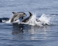 דולפינים באשדוד