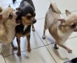 43 כלבי צ'יוואווה חולצו מדירה באשדוד והועברו למתקן מוגן