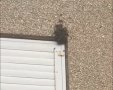 הדבורים בחלון הבית