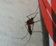 סובלים ממכת יתושים? אתם לא לבד