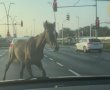 סוס גרם לפקקים הבוקר ביציאה מאשדוד (וידאו)