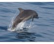 להקת דולפינים בסכנת הכחדה תועדה מול חופי אשדוד (וידאו)